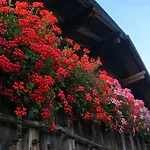 Gut Roemerhof 公寓 阿尔滕马克特蓬高